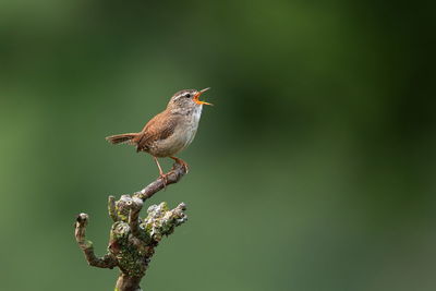 Close-up of bird perching on twig