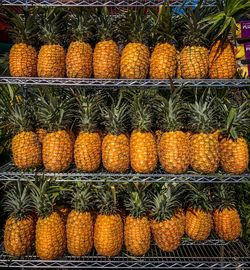 Full frame shot of orange fruits