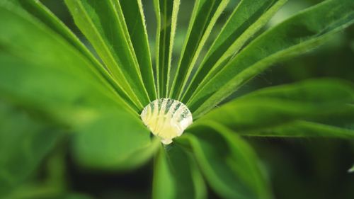 Close-up of green leaf