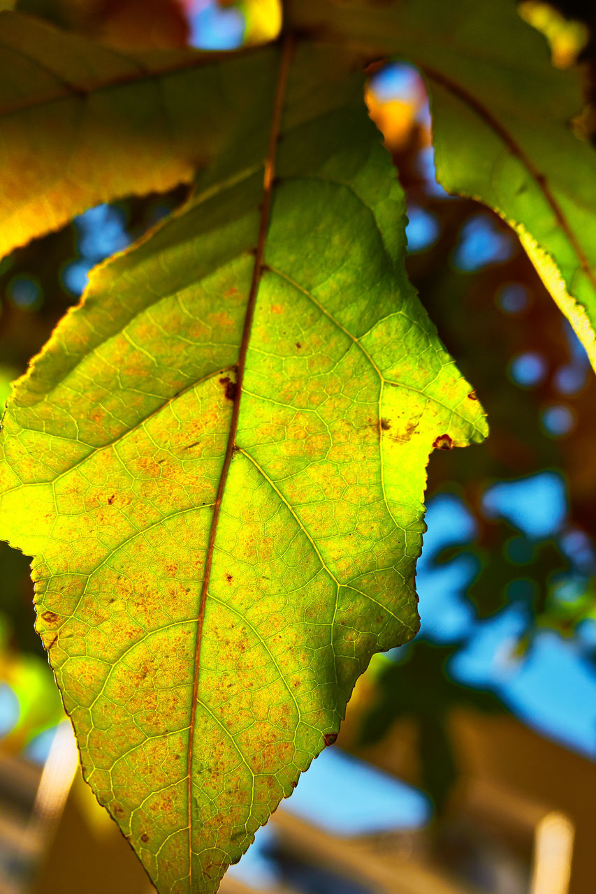 leaf, plant part, tree, yellow, green, plant, nature, autumn, sunlight, close-up, focus on foreground, beauty in nature, no people, leaf vein, outdoors, branch, day, environment, growth, plant stem, flower, tranquility, macro photography