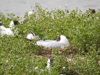 White bird on a field