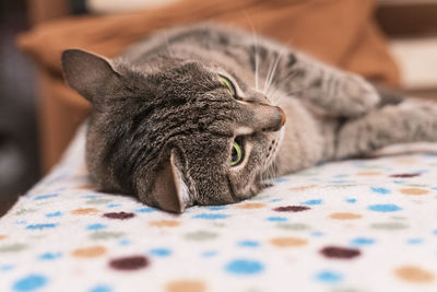 Close-up of a cat resting on bed