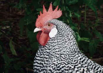 Close-up of a bird