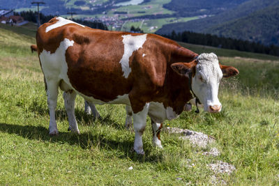 Cow standing in a field