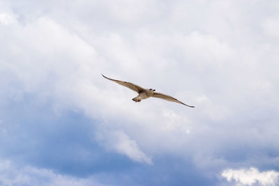 Low angle view of seagull flying against sky