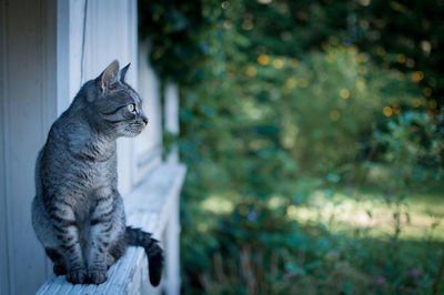 Cat on railing