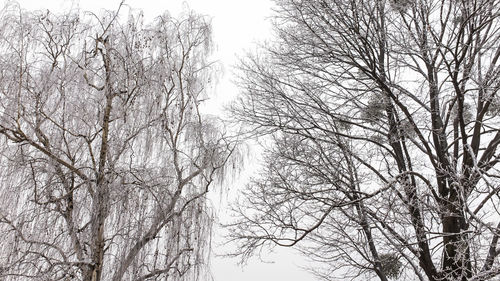 Low angle view of bare trees against the sky