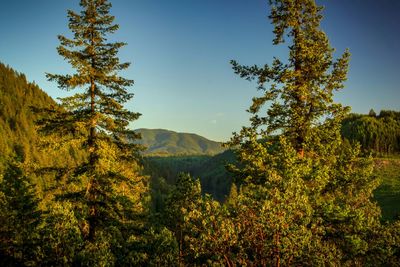 Scenic view of forest against clear sky