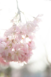 Close-up of pink flowers on branch