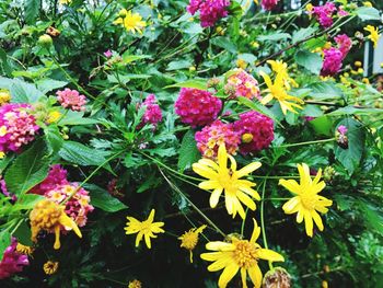 Close-up of flowers blooming outdoors