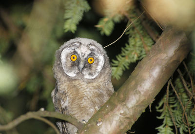 Close-up portrait of owl on branch