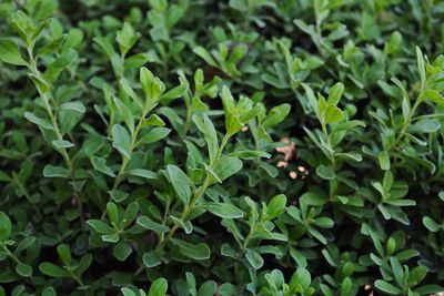 Close-up of small plant growing on field