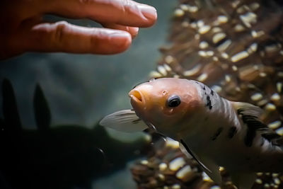 Close-up of fish swimming in sea