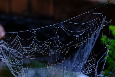 Close-up of wet spider web