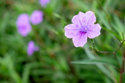 Close-up of pink flowering plant