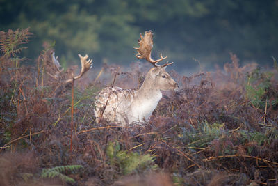 Deer standing on field