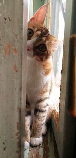 Portrait of cat sitting outdoors