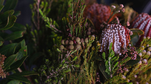 Close-up of pine cones on plant
