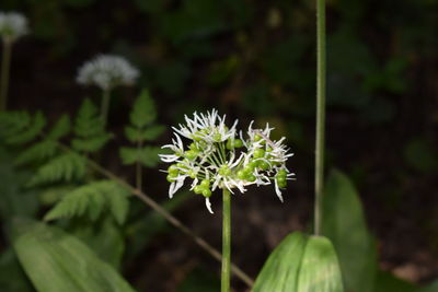 Close-up of flower against blurred background