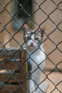 Portrait of a cat seen through chainlink fence