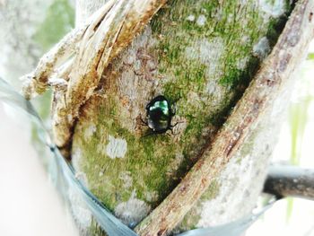 Close-up of insect on tree trunk