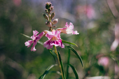 Close-up of pink flowering plant