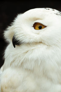 Close-up portrait of owl