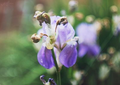 Close-up of purple flowers growing in garden