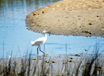 White birds on a lake