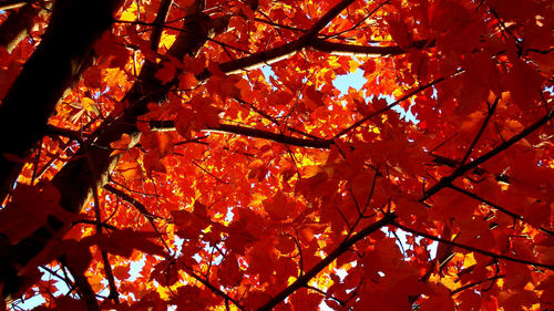 Low angle view of trees against sky