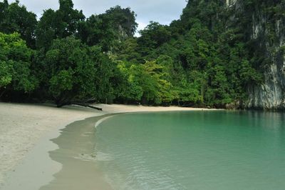 Scenic view of trees by landscape