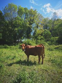 Cows in a field