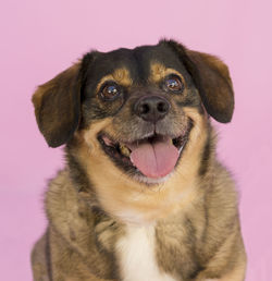 Close-up portrait of dog