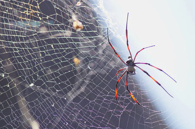 Close-up of spider on web