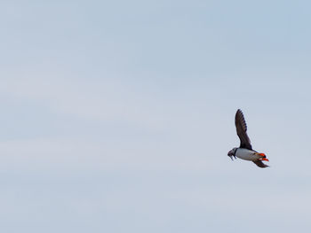 Low angle view of puffin flying