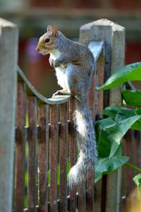 Bird perching in cage