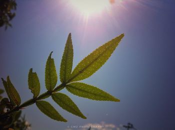 Low angle view of plant against sky