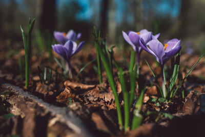 Close-up of purple crocus flowers on field