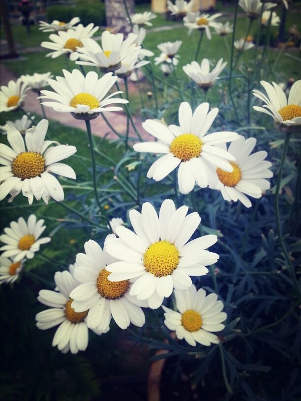 flower, freshness, petal, fragility, white color, flower head, growth, daisy, beauty in nature, blooming, high angle view, nature, yellow, field, plant, focus on foreground, pollen, in bloom, close-up, day