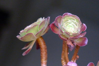 Close-up of flowers in water