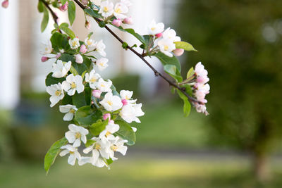 Close-up of cherry blossoms growing on branch