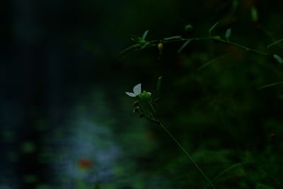 Close-up of plant against blurred background