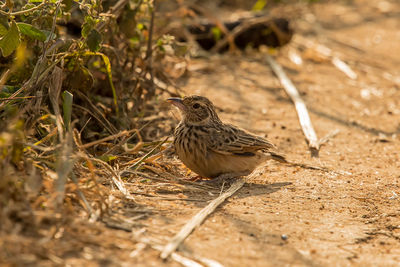 Bird perching on a field