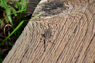 High angle view of lizard on wood