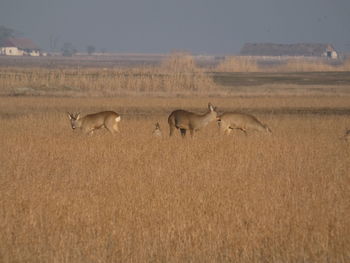 Flock of sheep in the field