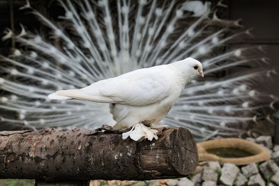 Close-up of seagull perching on wood