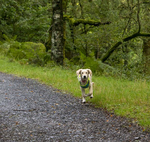 Golden retriever puppy dog at play in snowdonia national park in north, wales uk