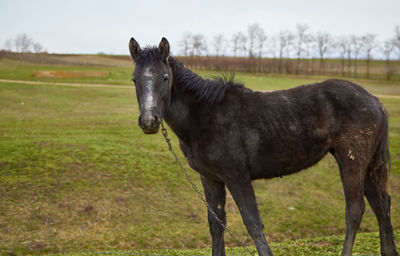 Horse in field