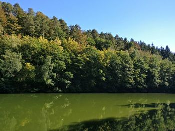 Scenic view of trees against clear sky