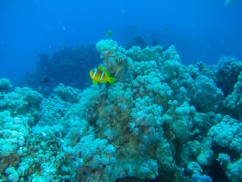 Fish swimming in sea